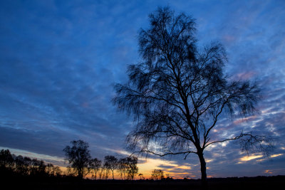 Strensall Common