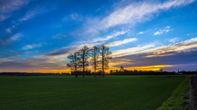 4 Trees