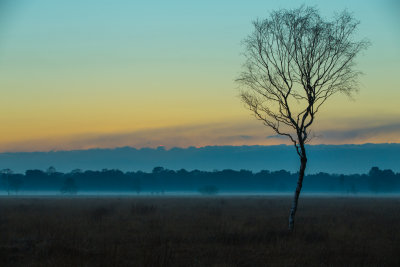 Fog Forming