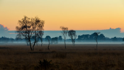Fog Forming 3