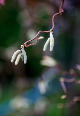 Catkins