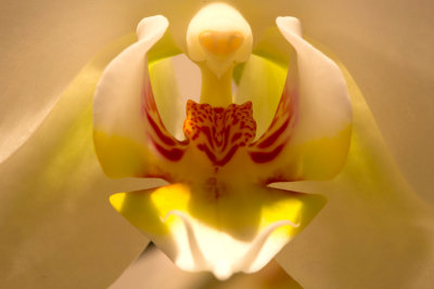 Orchid