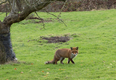 Fox