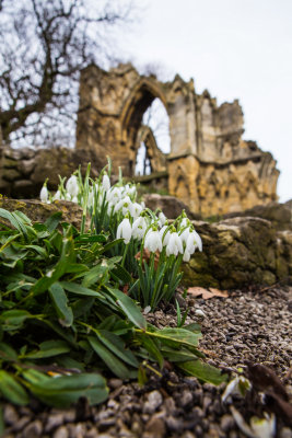 Snowdrops