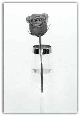 A Single Rose