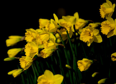 More Daffs