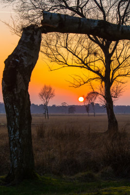 Broken Tree Sunset