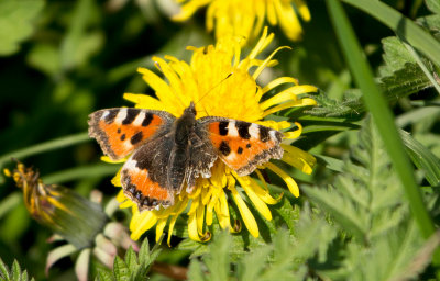 Small Tortoiseshell