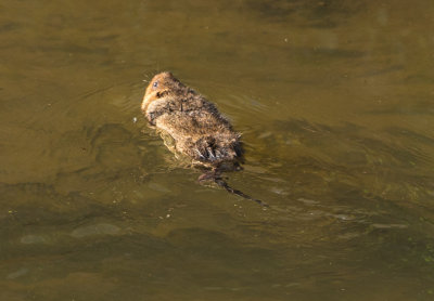 Water Vole