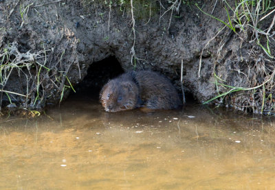 Water Vole