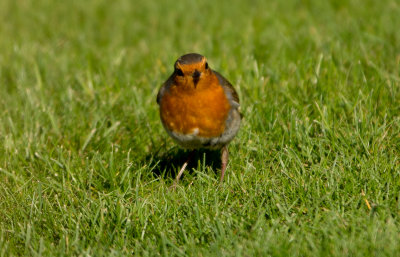 Robin