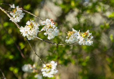 Blossom. 