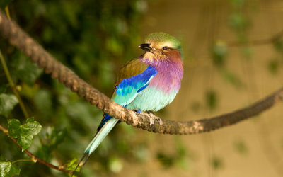 Lilac Breasted Roller