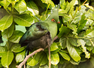 Schalows Turaco