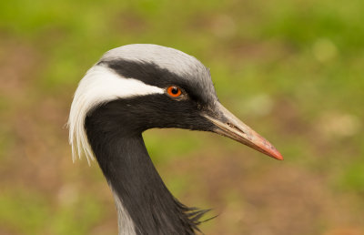 Lotherton Hall Bird Garden