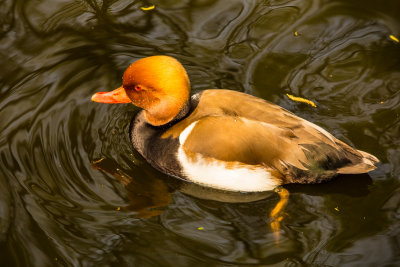 Red Crested Pochard