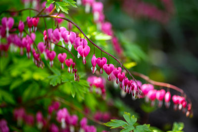 Bleeding Hearts