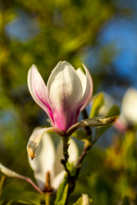 Magnolia