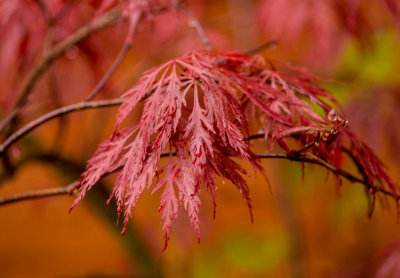 Acer