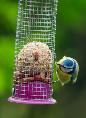 Blue Tit