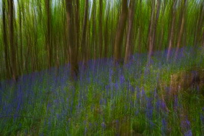 Bluebells