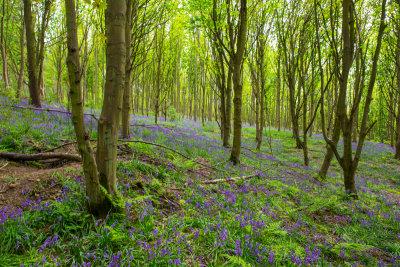 Howsham Woods