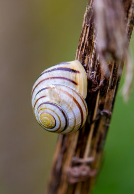 Snail