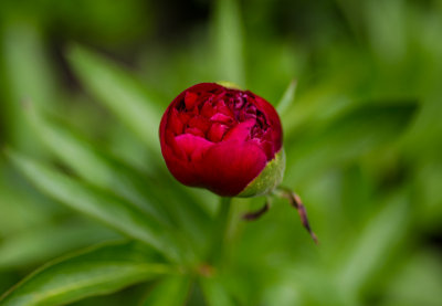 Peony