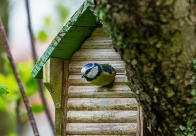 Blue Tit