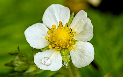 Strawberry Flower