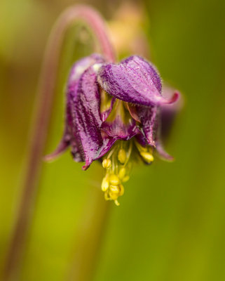 Aqualigia ( columbine )