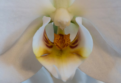 Orchid