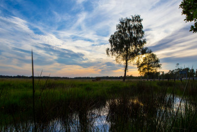 Strensall Common