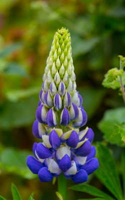 Lupin