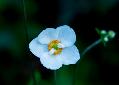 Anemone