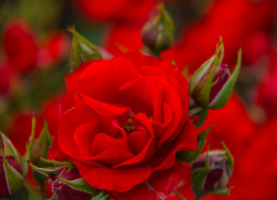 A Rose