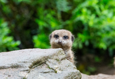 Meerkat