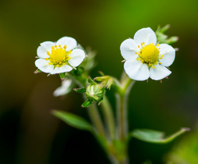 Strawberry Blossom