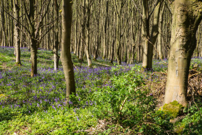 Bluebells