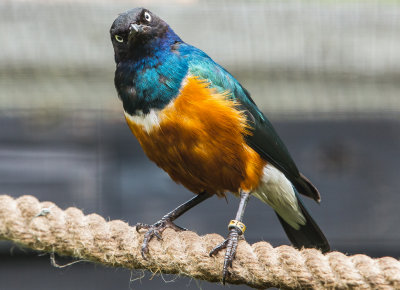 Superb Starling