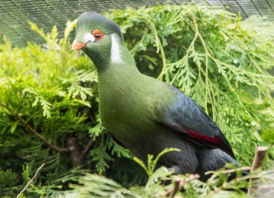 White-cheeked Turaco