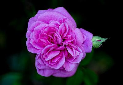 A Garden Rose