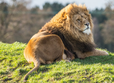 Lion