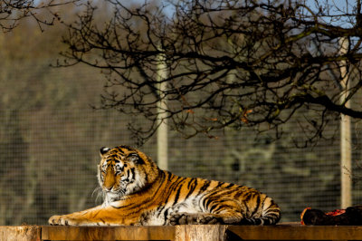Amur Tiger