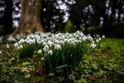 Snowdrops
