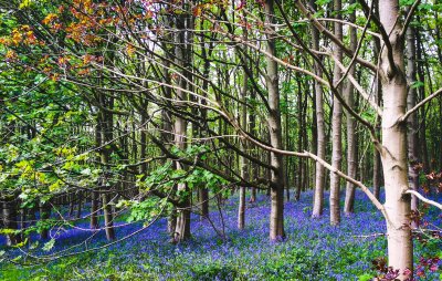 Bluebells
