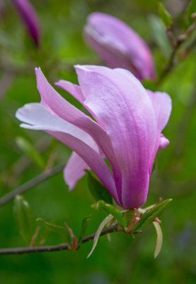 Magnolia