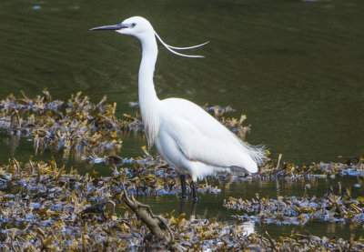 Little Egret