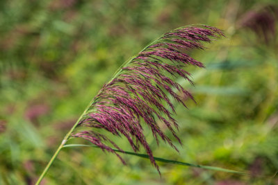 Reeds