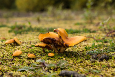 Fungi